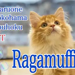 【 ラガマフィン 】シャンプーだってへっちゃら！生後115日のマフィちゃん