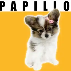 【 パピヨン 】大きなお耳が特徴のプリンセス！