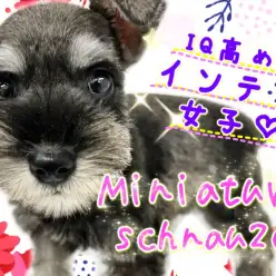 【 ミニチュアシュナウザー 】おひげフェイス！シュナカットが似合うソルト＆ペッパー！