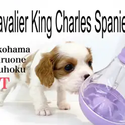 【 キャバリア 】優しい眼差しにマシュマロボディ！究極の癒し犬