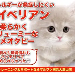 【 サイベリアン 】触り心地抜群な素晴らしい毛量と珍しいカメオタビー！