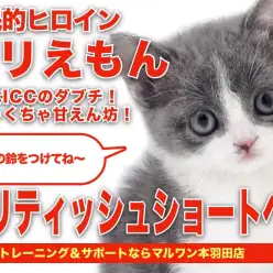 【 ブリティッシュショートヘア 】希少カラーの女の子！ぶりえもん登場！