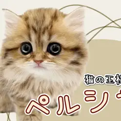 【 ペルシャ 】猫の王様と呼ばれる美しき美貌！ぺちゃ顔天使が舞い降りた！