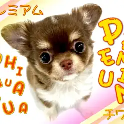 【 チワワ 】その可愛さプレミアム！手のひらサイズの小さなヒーロー！