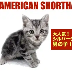 【 アメリカンショートヘア 】安定の人気者！運動神経抜群の男の子！