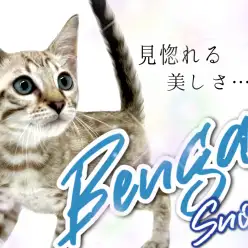 【 ベンガル 】見惚れる美しさ！そのギャップが最大の魅力！！