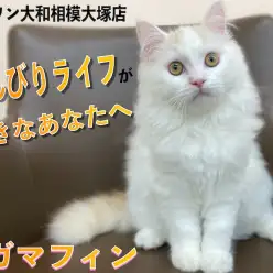 【 ラガマフィン 】猫とのスローライフが夢！というアナタへ最高のパートナー！