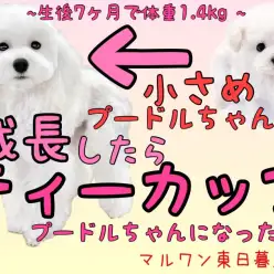 【 トイプードル 】小さめ白プーちゃんの記録〜成長してみたらティーカップでした〜