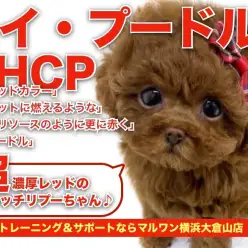 【 トイプードル 】両親タイニーサイズ！育てやすさNO.1の超濃厚ガール！！