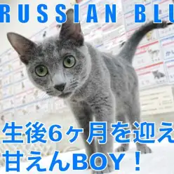 【 ロシアンブルー 】6カ月を迎えた甘えん坊のイケメンロシちゃん!