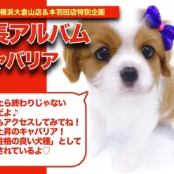 【 キャバちゃんの成長アルバム 】人気急上昇の育てやすい犬種NO.1のキャバちゃんの成長記！