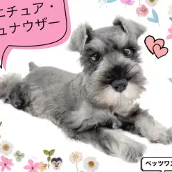 【 ミニチュア・シュナウザー 】お髭が魅力的 甘え上手なシュナちゃん