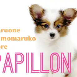 【 パピヨン 】華やかな印象のマーブル模様が特徴的!天真爛漫でフレンドリーな性格