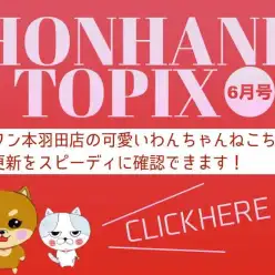 【 HONHANE トピックス6月号 】マルワン本羽田店の6月の情報をチェック！