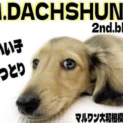 【 ミニチュアダックス 】もうすぐお散歩デビュー！お手入れも大好きな優しい性格！