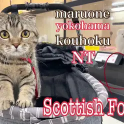 【 スコティッシュ 】11ヶ月の美猫ちゃん性格良し育てやすいスコちゃん