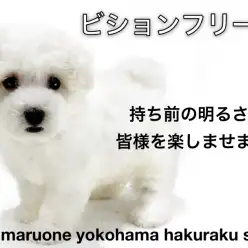 【 ビションフリーゼ 】超フレンドリー！明るくて陽気な大人気アフロ犬