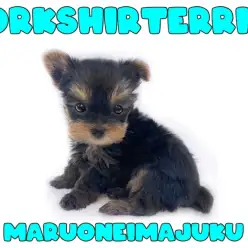 【 ヨークシャーテリア 】生後64日体重469g！手乗りサイズの極小ヨーキー登場