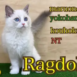 【 ラグドール 】神秘的にゃんこラグドールちゃんの生後114日の今