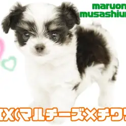 【 MIXマルチーズ×チワワ 】生後75日で体重600gミニマムなマルチワ登場！
