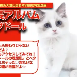 【 ラグちゃんの成長アルバム 】理想形とべた褒めされちゃうラグドールちゃんの成長記！