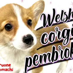 【 ウェルシュコーギーペンブローク 】まさに太陽！絶賛急成長中の短足ガール！