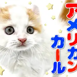 【 アメリカンカール 】キュートなお耳とあどけない性格のアイドルキャット！