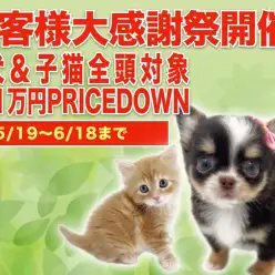 【 お客様大感謝祭 】素敵な新緑の芽生えとともにお手伝い企画がスタート！