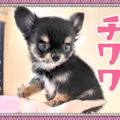 【 チワワ 】初めて飼う方にもオススメ!ちびっこサイズののんびり屋!
