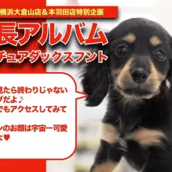 【 ミニチュアダックスのアルバム 】超少女系だっちゃんの成長記録！