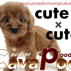 【  MIX  】両親はキャバリアとトイプードル！誰からも愛される優しい女の子