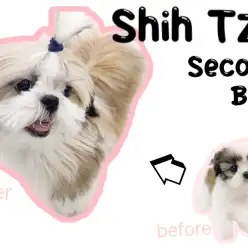 【 シーズー 】おいどん系ワンコから激変！シーズー界トップクラスの美人へ