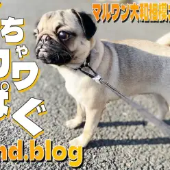 【 パグ 】お利口さんに磨きをかけています！ペチャ顔の可愛さ光る2ndブログ