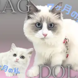【 ラグドール 】生後7ヵ月になって更に美しく成長したぬいぐるみ猫♪