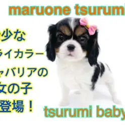 【 キャバリア 】温厚な性格!希少なトライカラー!美しき3色の被毛!