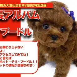 【 トイプーくんの成長アルバム 】濃いレッド・毛量が自慢のトイプーくんの成長記！