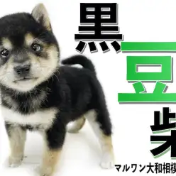 【 豆柴 】手乗りサイズの超小柄！生後2ヶ月で体重800g台の懐っこい黒豆柴！