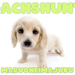 【 ミニチュアダックスフント 】困り顔の癒し系！イエローカラーの短足ガール！