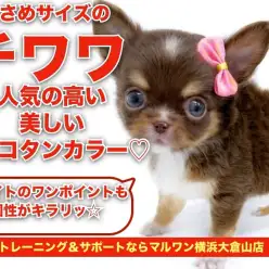 【 チワワ 】ホワイトのポイントで個性がキラリ！小さめサイズのチョコタン！