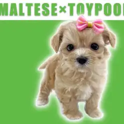 【 MIX・マルプー 】鶴見店人気NO.1のキャラメルカラーのゲキカワわんこ!