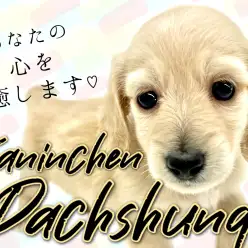【 カニンヘンダックスフンド 】小さい癒し系男子！おっとりちゃんな短足わんこ！