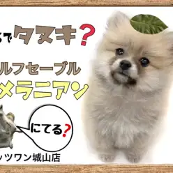 【 ポメラニアン 】まるでタヌキ？可愛すぎるウルフセーブルぽめちゃん