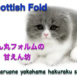 【 スコティッシュフォールド 】まん丸フォルムがたまらない！人馴れ抜群の甘えん坊