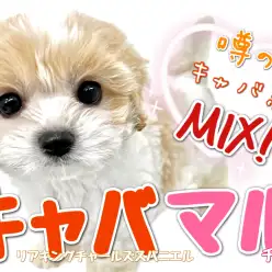 【 MIX 】この可愛さ天井知らず！！人気のキャバ系MIXキャバマル登場！