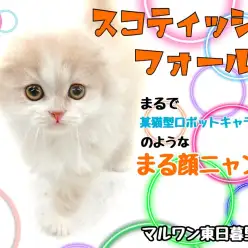 【 スコティッシュフォールド 】まるで某キャラクター！丸い頭の垂れ耳猫