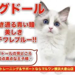 【 ラグドール 】永遠に変わらない透き通る青い瞳！！美しきハチワレブルー！