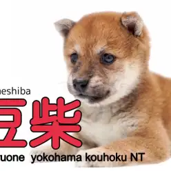 【 豆柴 】ミニマムサイズの豆柴ちゃんチワワちゃんと間違えちゃう？？