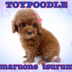 【 トイプードル 】究極の可愛さを持つ、濃いめのレッドプードルちゃん降臨!!
