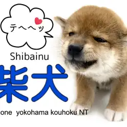 【 柴犬 】白い靴下を履いた日本犬！ムチコロ柴犬くん