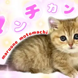【 マンチカン】胸キュン必至！よちよち歩きの癒やし系キャット♡
